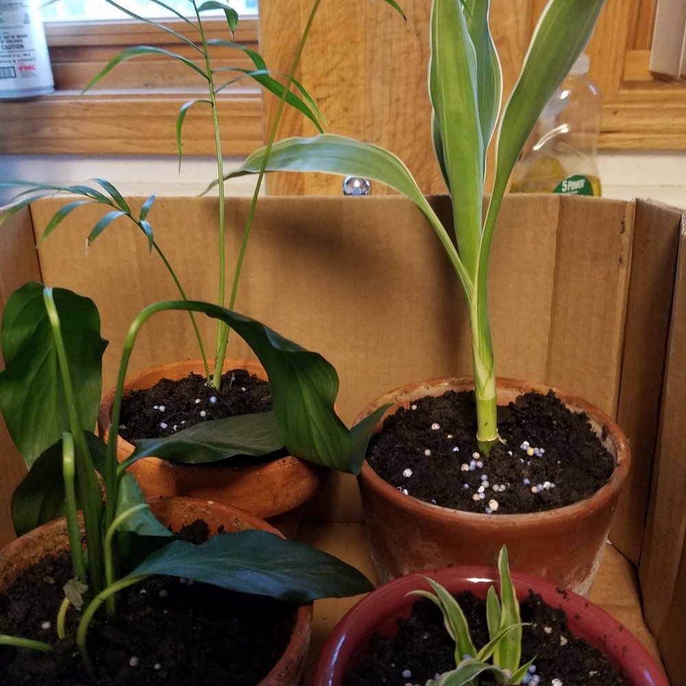 Meet your Posher, Linh